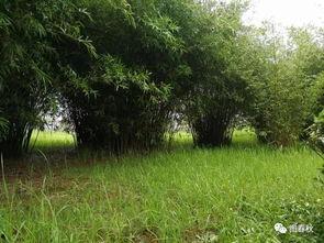 青青青草国产免费,国产影视的清新之作